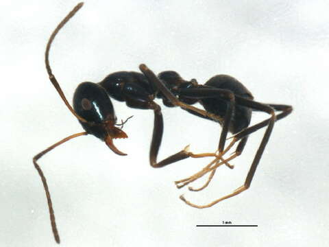 Image of Iridomyrmex gracilis (Lowne 1865)