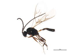 Image of Aphidius rhopalosiphi de Stefani-Perez 1902