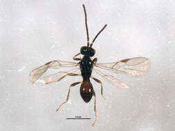 Image of Notiopambolus