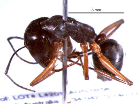 Plancia ëd Camponotus gouldianus Forel 1922