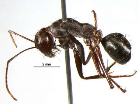 Plancia ëd Camponotus aurocinctus (Smith 1858)