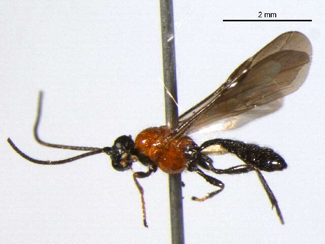 Image of Pycnobraconoides