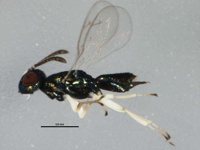 Image of Parasitoid wasp