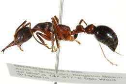 Image of Bull ants