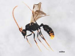 Image of Rhytidoponera chalybaea Emery 1901