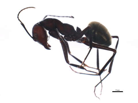 Plancia ëd Camponotus suffusus (Smith 1858)