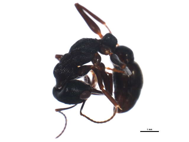 Image of Myrmecia piliventris Smith 1858