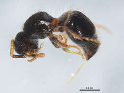 Plancia ëd Camponotus consobrinus (Erichson 1842)
