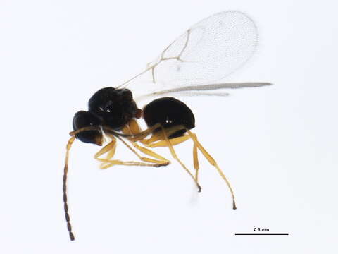 Image of Parasitoid wasp