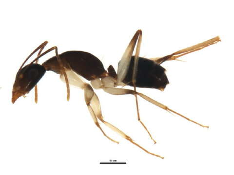 Plancia ëd Camponotus claripes Mayr 1876