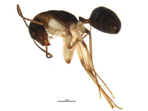 Plancia ëd Camponotus claripes Mayr 1876