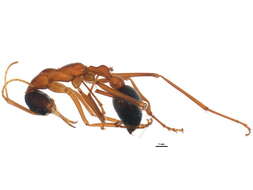 Image of Bull ants