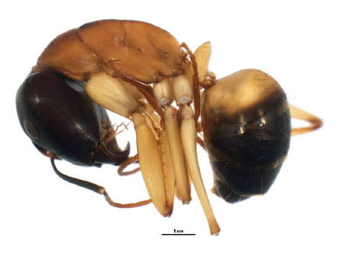 Plancia ëd Camponotus consobrinus (Erichson 1842)