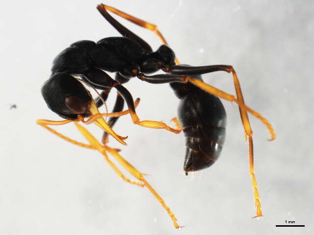 Image of Bull ants