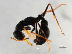 Image of Bull ants