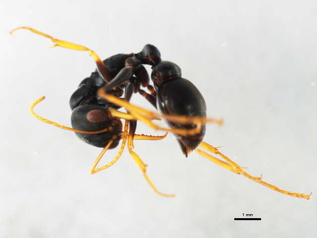 Image of Bull ants