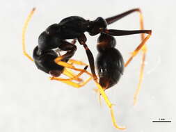 Image of Bull ants