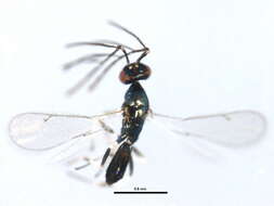 Image of Hemiptarsenus varicornis (Girault 1913)