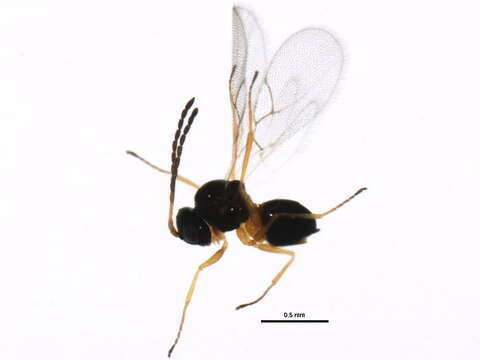 Image of Parasitoid wasp