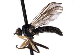 Image of Ocydromiinae