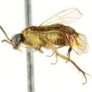 Image of Styracotechyinae