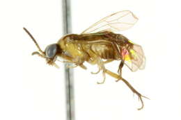 Image of Styracotechyinae