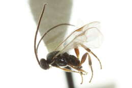 Image of Parasitoid wasp