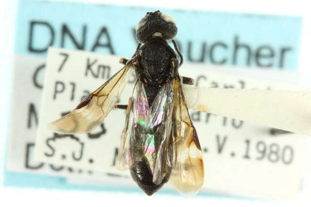Image de Orussoidea