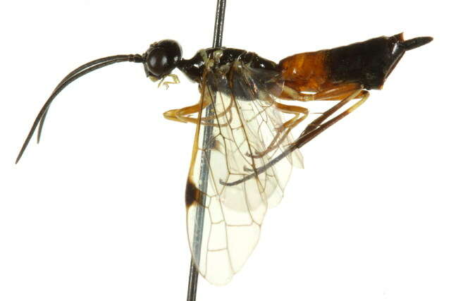 Image of stem sawflies