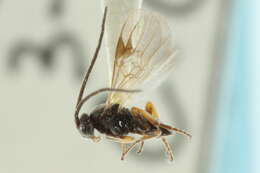 Image of Microplitis plutellae Muesebeck 1922