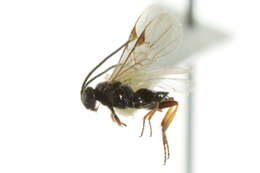 Image of Microplitis plutellae Muesebeck 1922