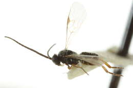 Image of Microplitis plutellae Muesebeck 1922