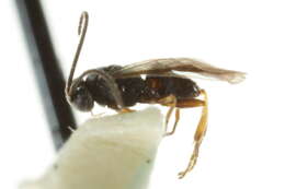 Image of Microplitis plutellae Muesebeck 1922