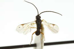 Image of Microplitis tuberculifer (Wesmael 1837)