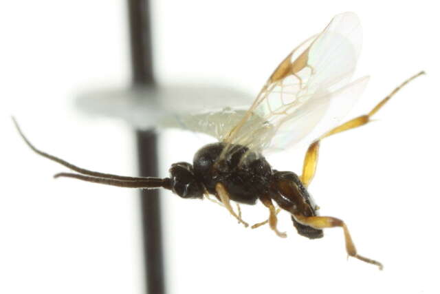 Image of Parasitoid wasp