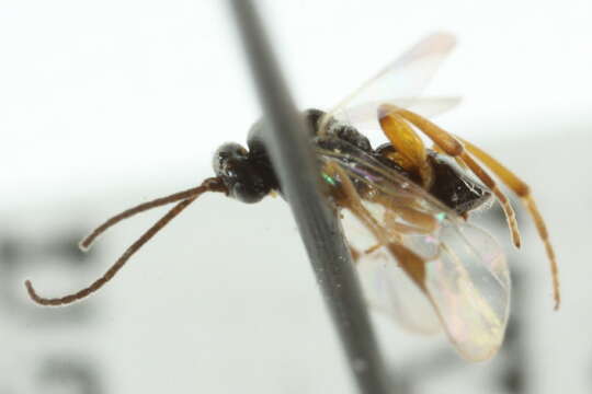 Image of Parasitoid wasp