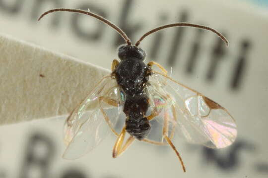 Image of Parasitoid wasp