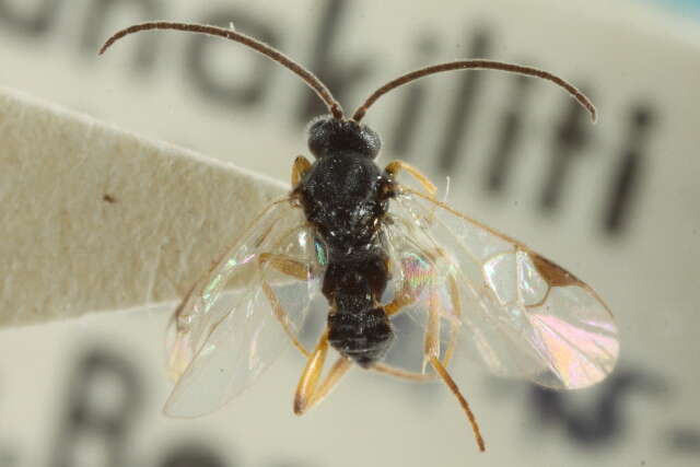 Image of Parasitoid wasp