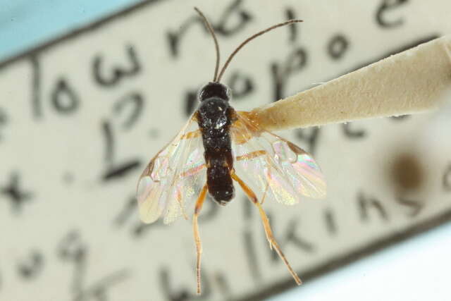 Image of Parasitoid wasp