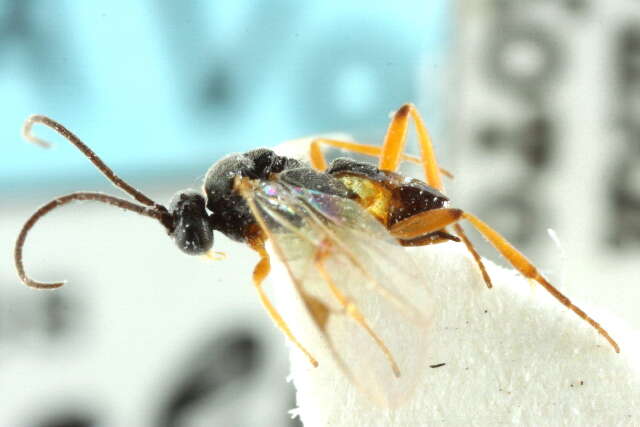 Image of Parasitoid wasp