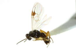 Image of Cotesia smerinthi (Riley 1881)