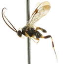 Imagem de <i>Diolcogaster neglecta</i>