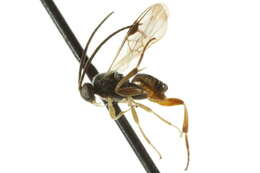 Image of Diolcogaster schizurae (Muesebeck 1922)