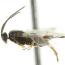 Image of <i>Dolichogenidea cacoeciae</i>