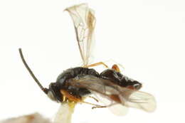 Image de Microplitis impressus (Wesmael 1837)