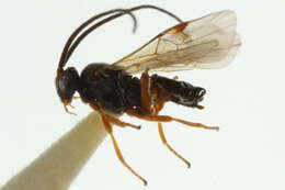 Image of Microplitis mamestrae Weed 1887