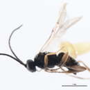 Image of Cotesia acronyctae (Riley 1871)