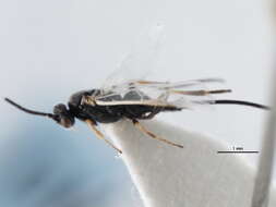 Image of <i>Iconella merata</i>