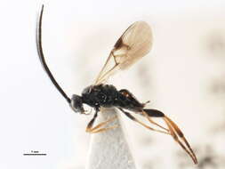 Image of Microgaster luctuosa Haliday 1834