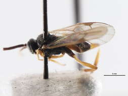 Microgaster peroneae Walley 1935的圖片